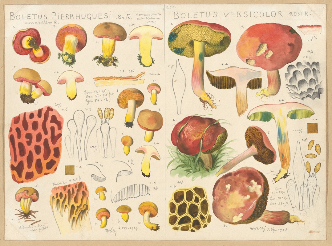 Hans Walty - Boletus pierrhuguesii, Boletus versicolor