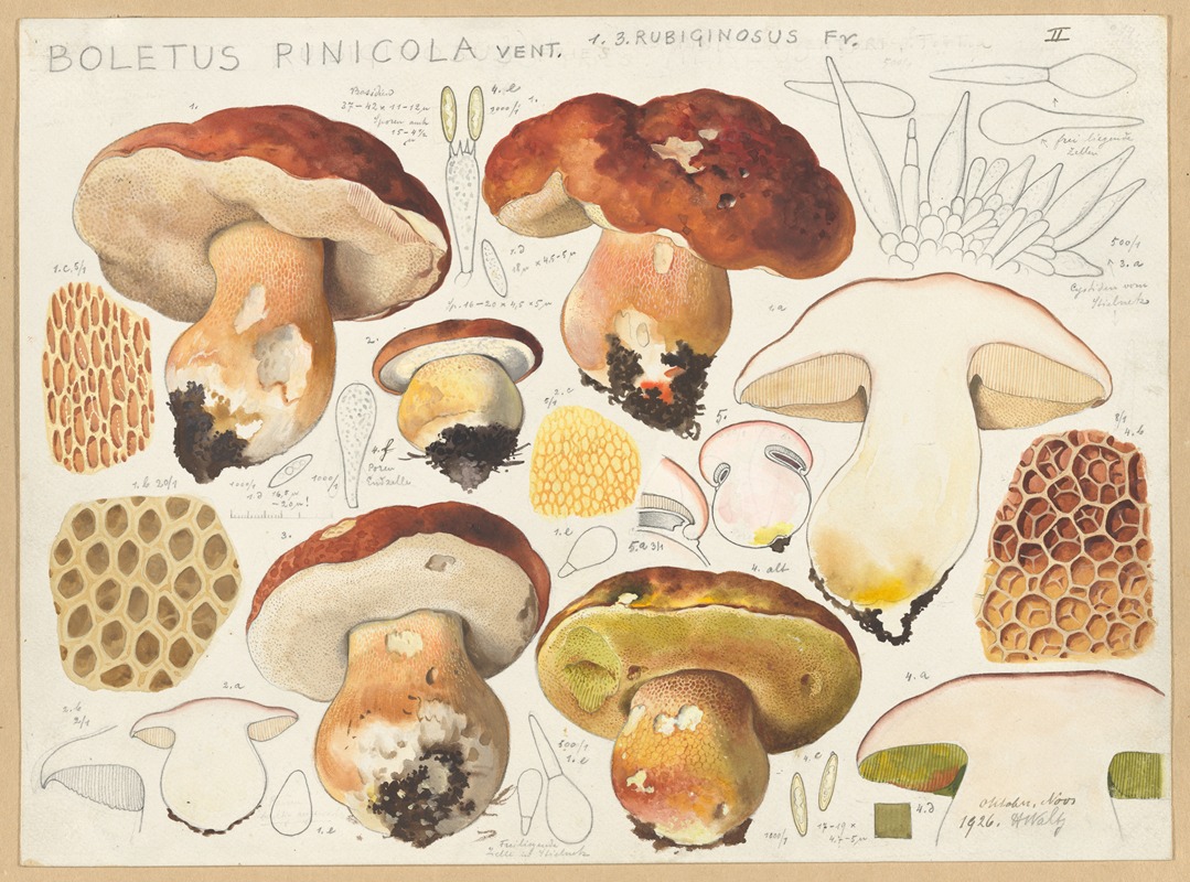 Hans Walty - Boletus pinicola Vent.