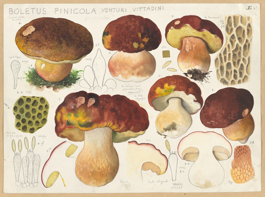 Hans Walty - Boletus pinicola Venturi, Vittadini