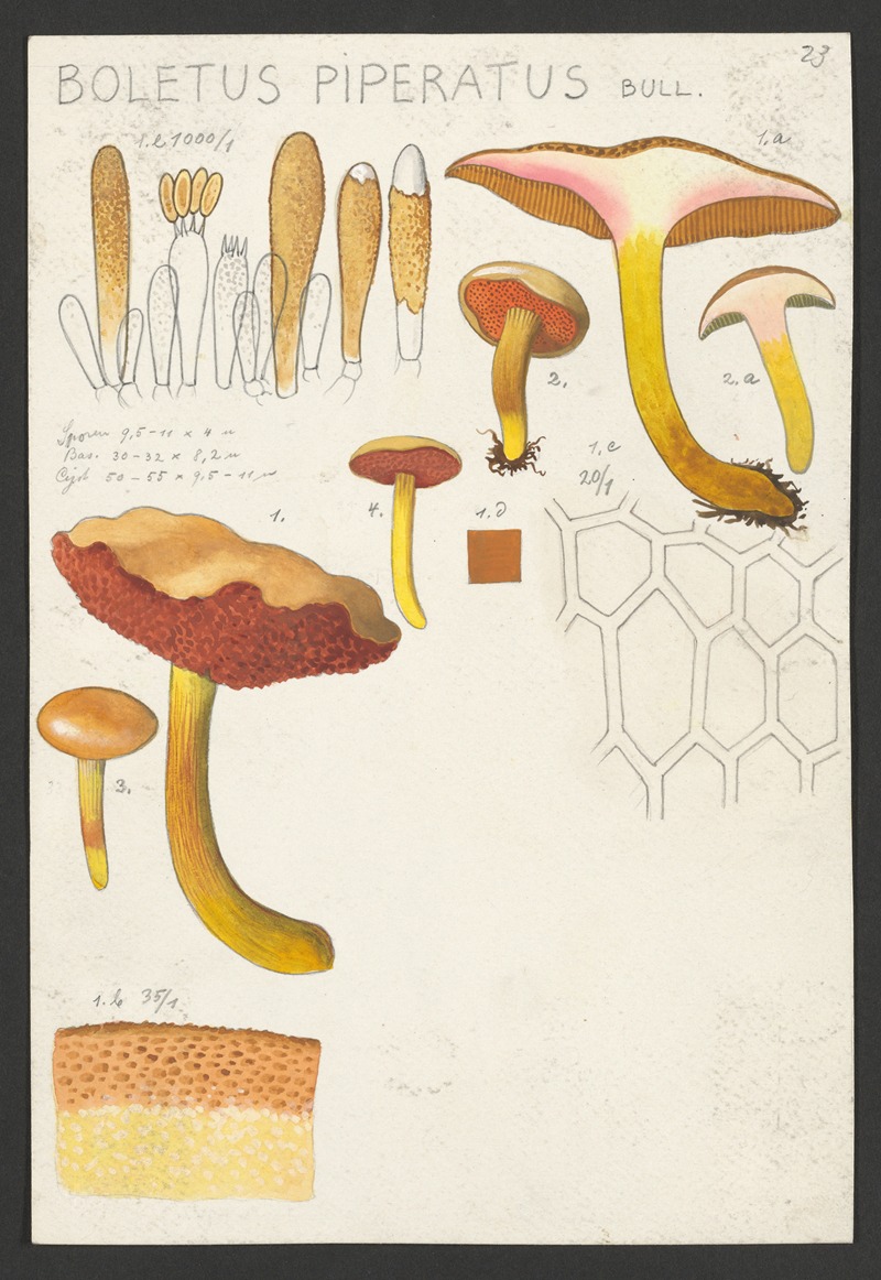 Hans Walty - Boletus piperatus Bull.