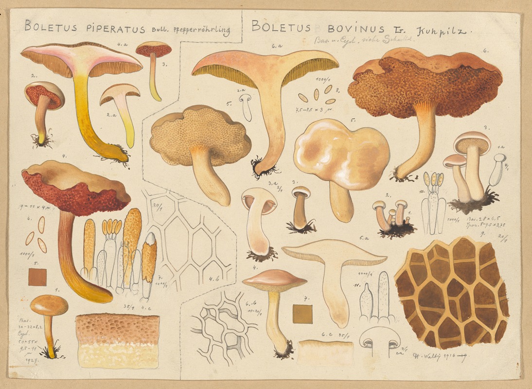 Hans Walty - Boletus piperatus, Boletus bovinus