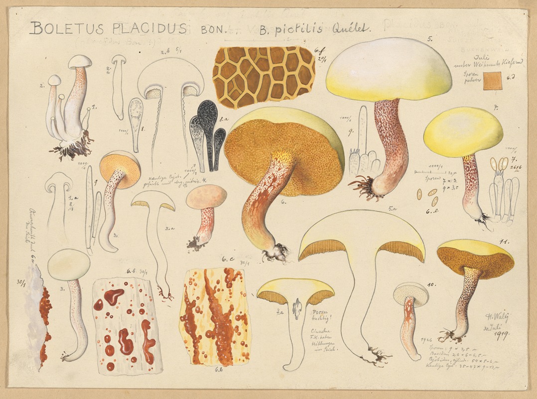 Hans Walty - Boletus placidus Bon. B. pictilis Quélet.