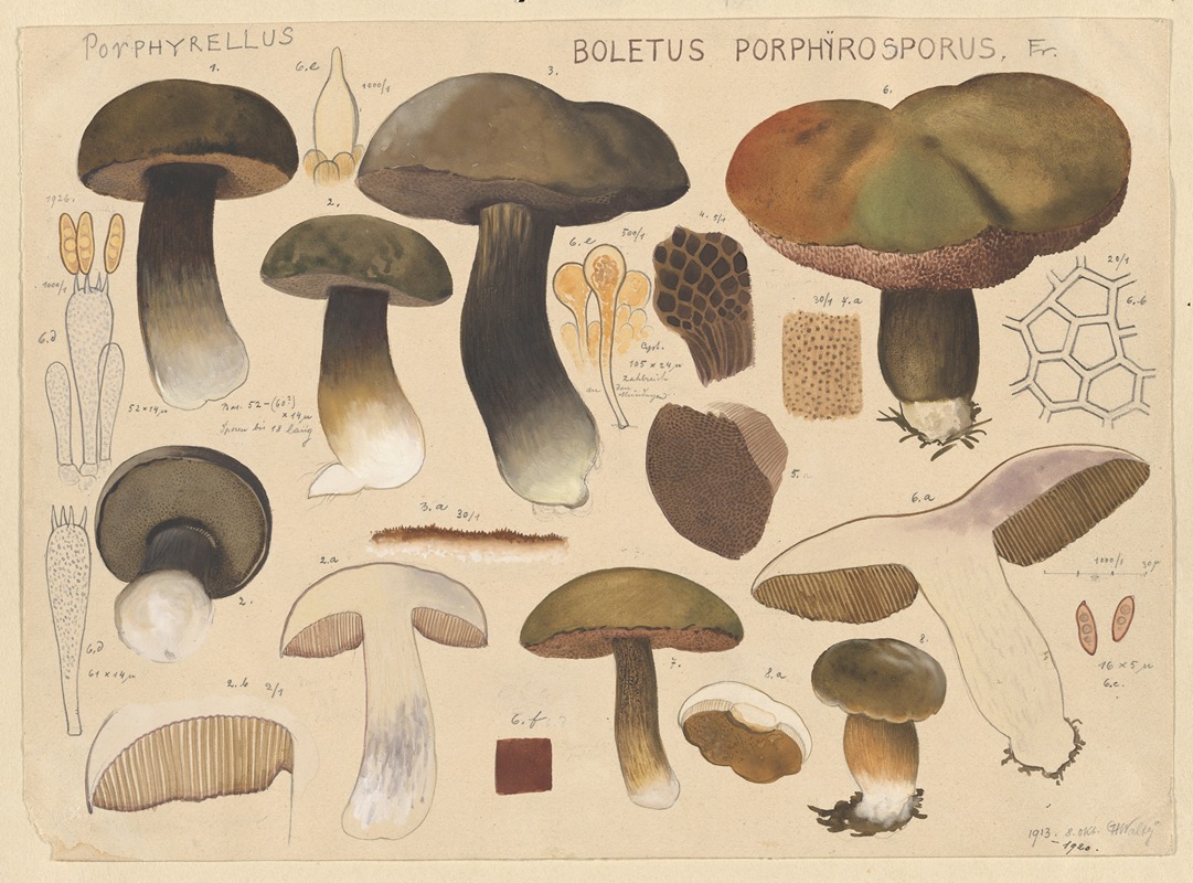 Hans Walty - Boletus porphyrosporus Fr.