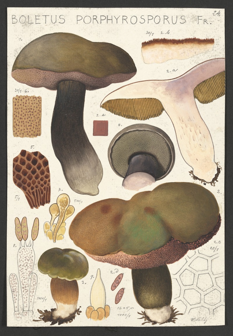 Hans Walty - Boletus porphyrosporus Fr