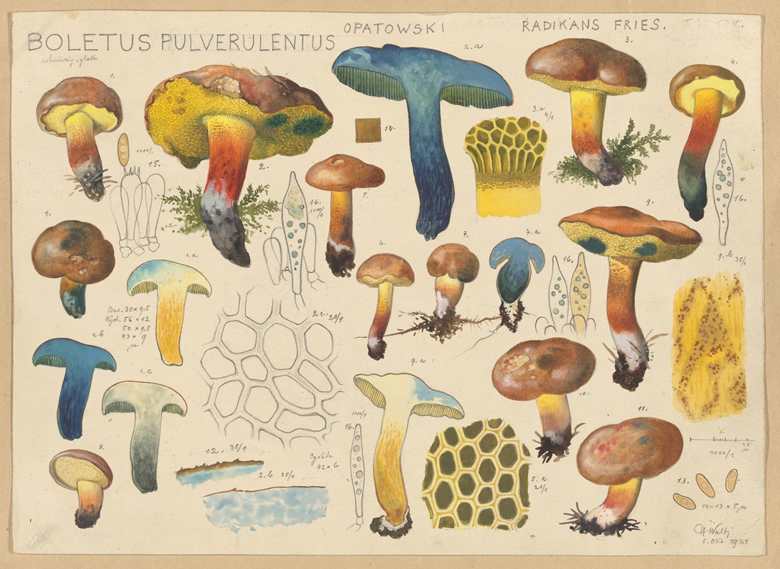 Hans Walty - Boletus pulverulentus Opatowski radikans Fries.