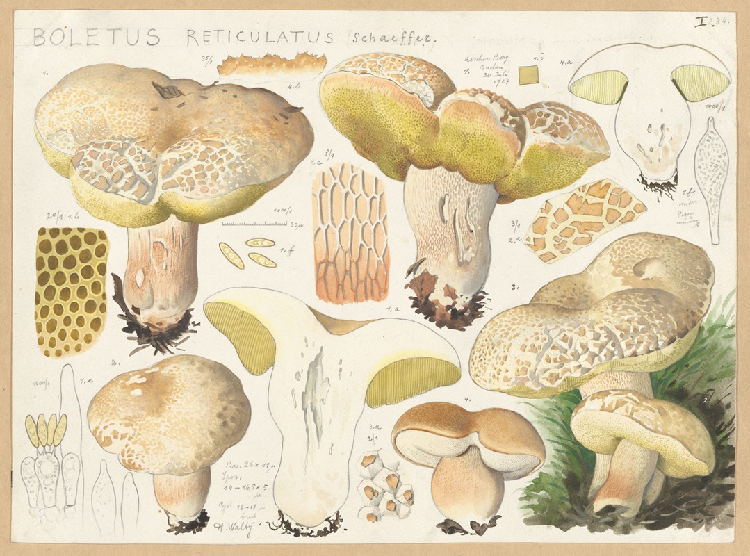 Hans Walty - Boletus reticulatus Schaeffer.