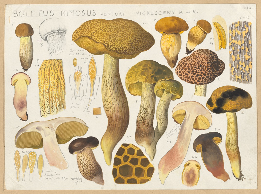 Hans Walty - Boletus rimosus Venturi nigrescens R et. R