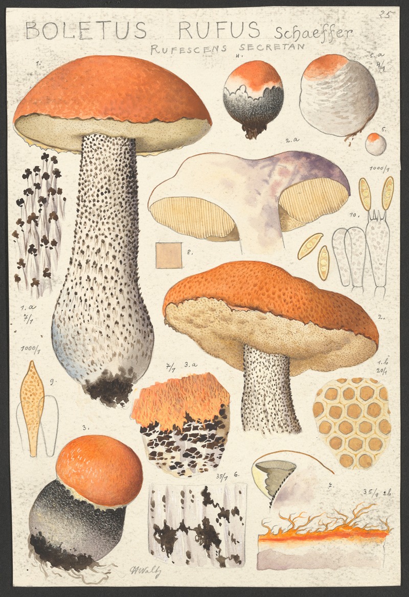 Hans Walty - Boletus rufus Schaeffer rufescens secretan