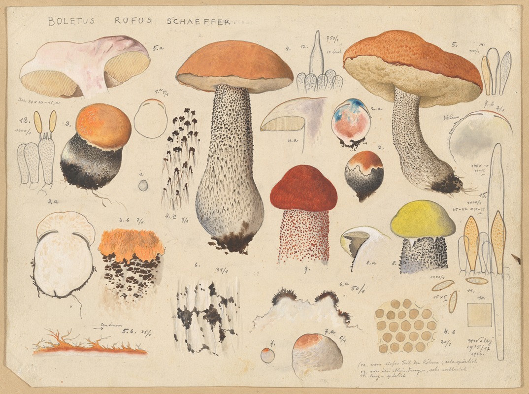 Hans Walty - Boletus rufus Schaeffer.