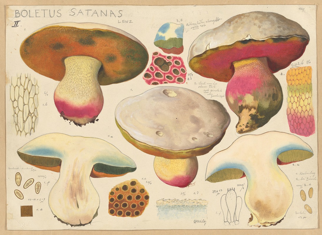 Hans Walty - Boletus satanas Lenz. 2