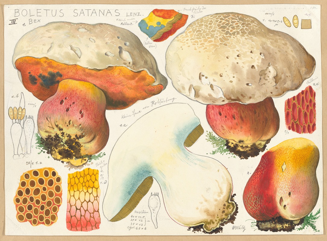 Hans Walty - Boletus satanas Lenz. 3