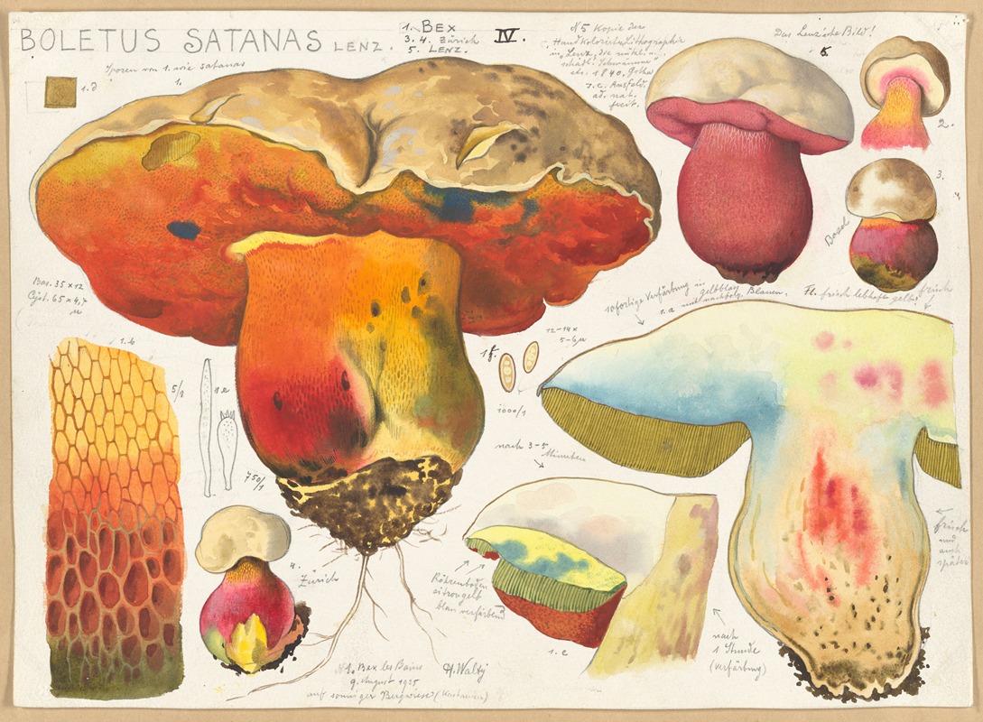 Hans Walty - Boletus satanas Lenz..