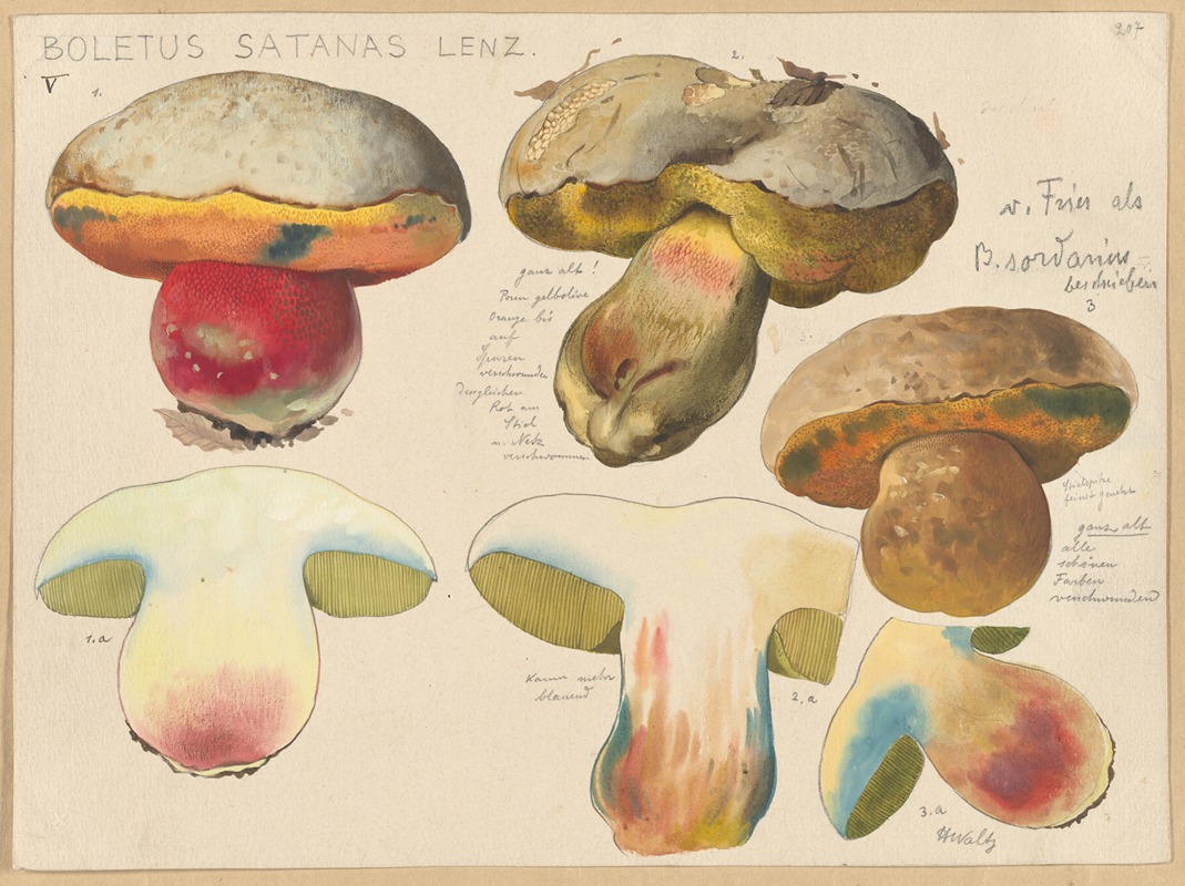 Hans Walty - Boletus satanas Lenz.