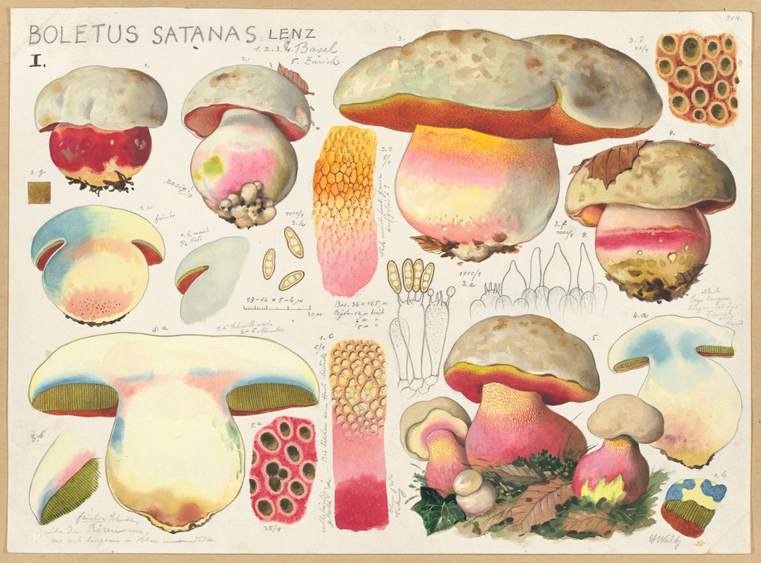 Hans Walty - Boletus satanas Lenz