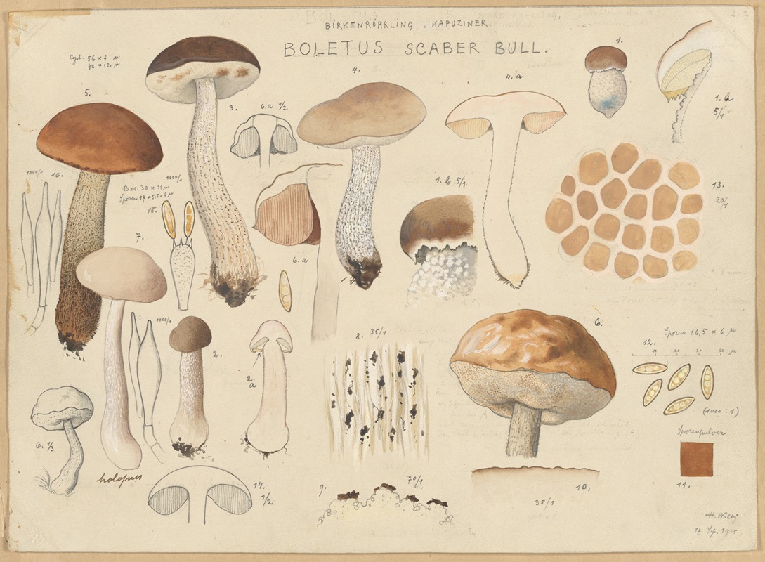 Hans Walty - Boletus scaber Bull.