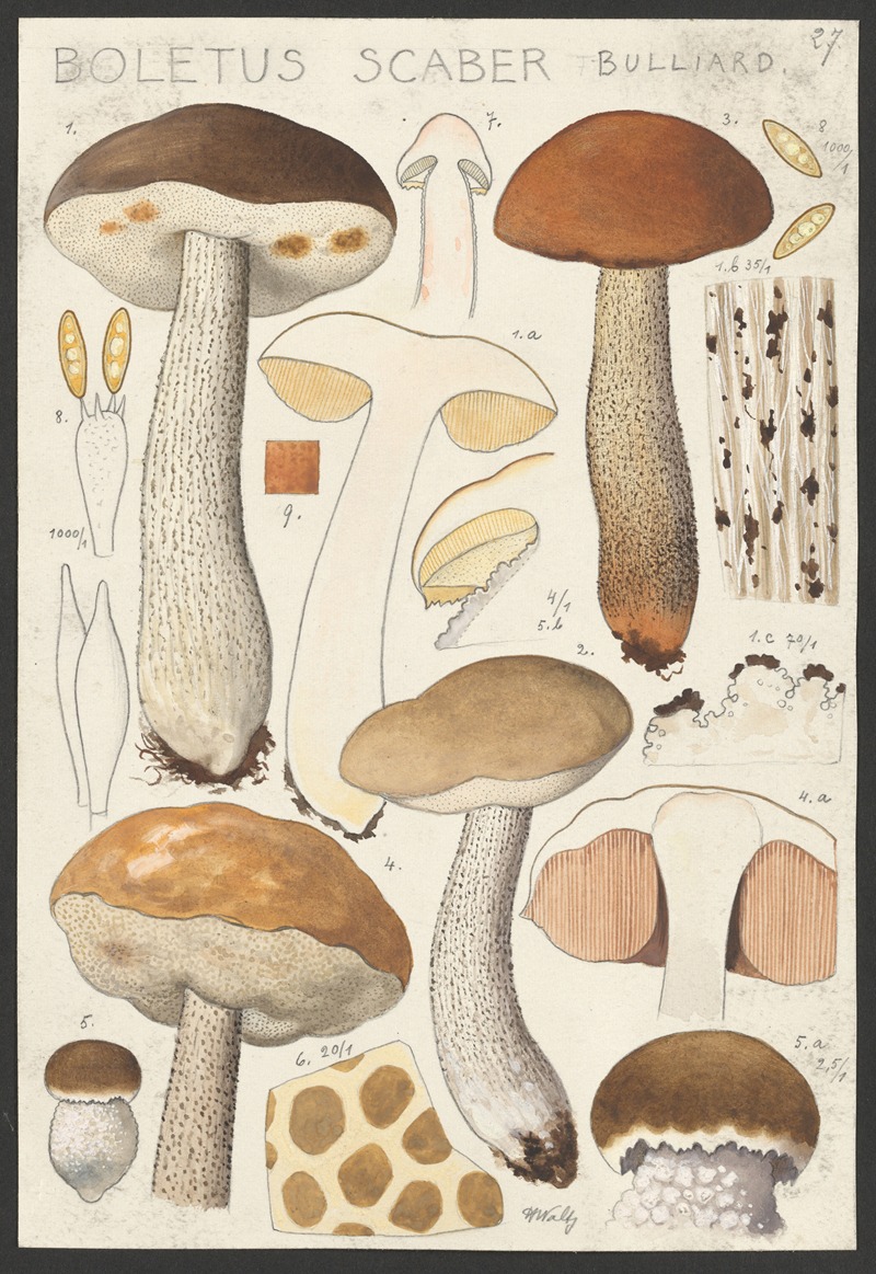 Hans Walty - Boletus scaber Bulliard.