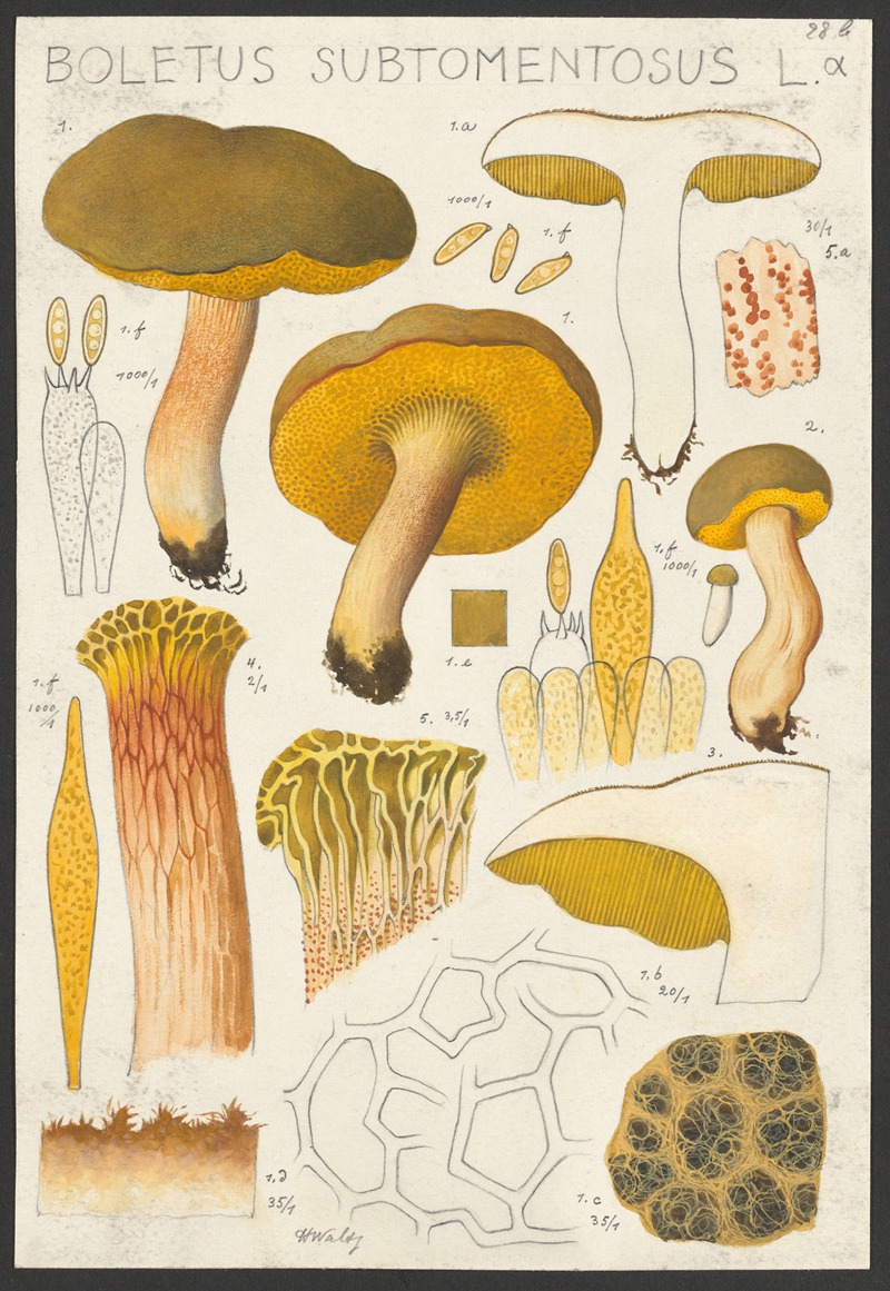 Hans Walty - Boletus subtomentosus L. α