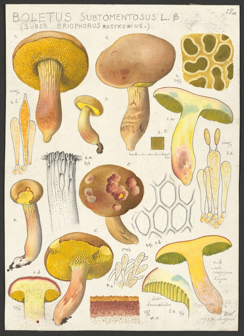 Hans Walty - Boletus subtomentosus L. β (Subsp. eriophorus Rostkowius.)