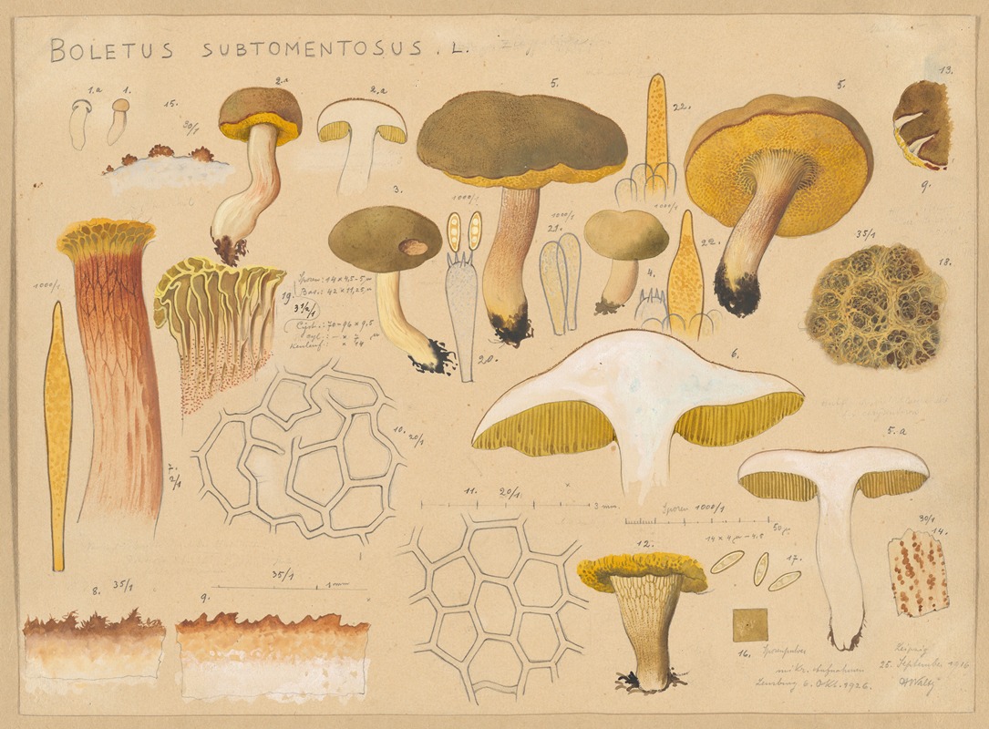 Hans Walty - Boletus subtomentosus L.