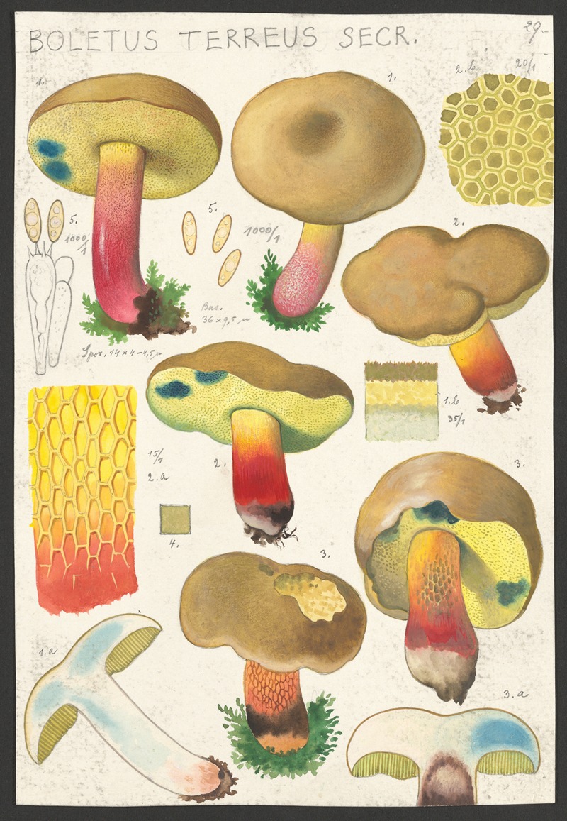 Hans Walty - Boletus terreus Secr.