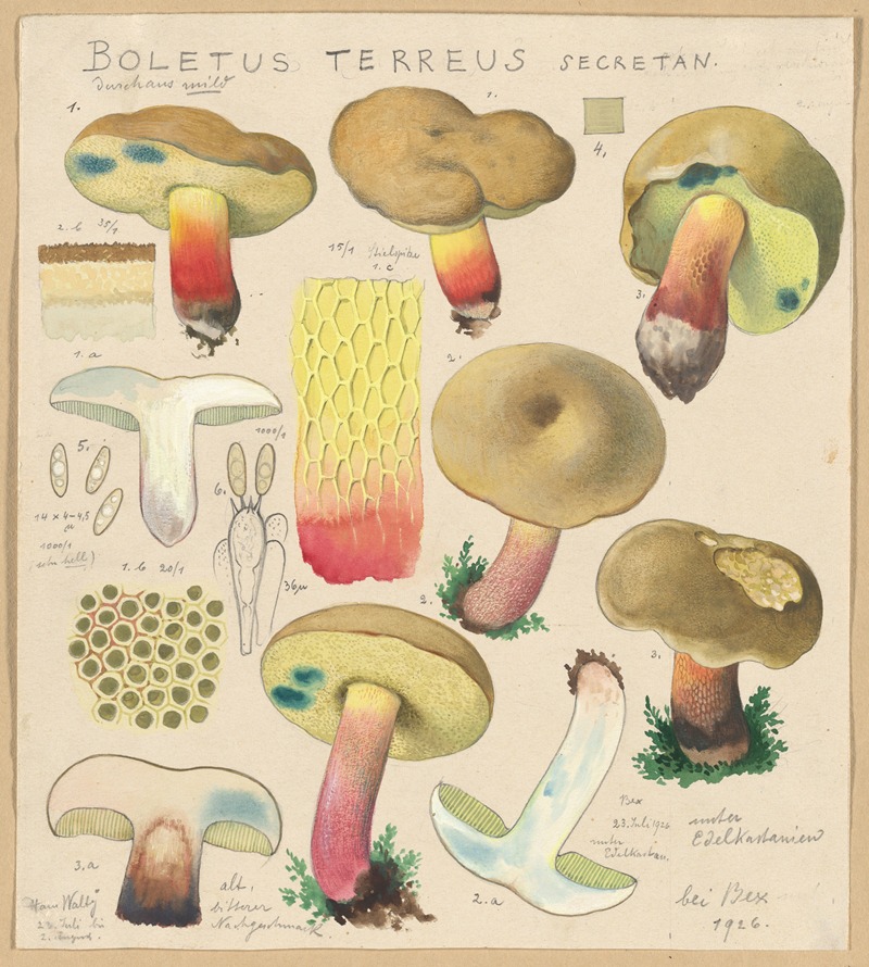 Hans Walty - Boletus terreus Secretan