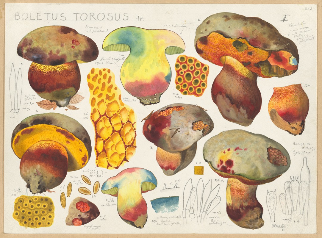 Hans Walty - Boletus torosus Fr.