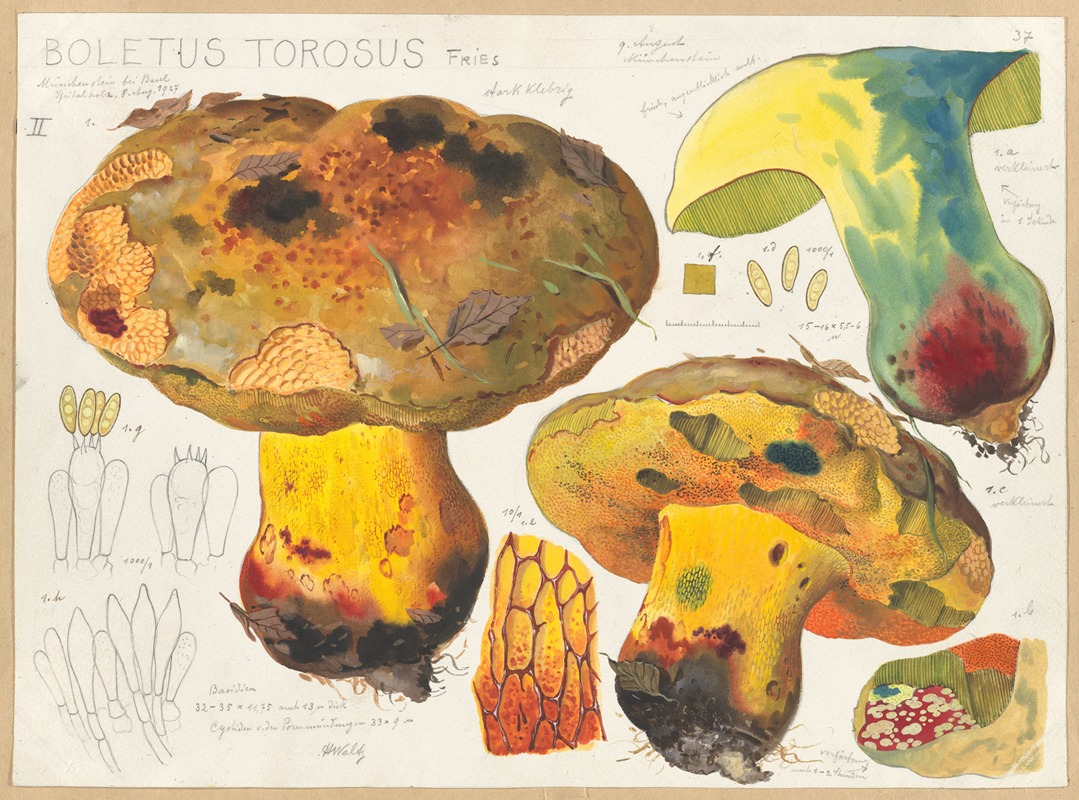 Hans Walty - Boletus torosus Fries