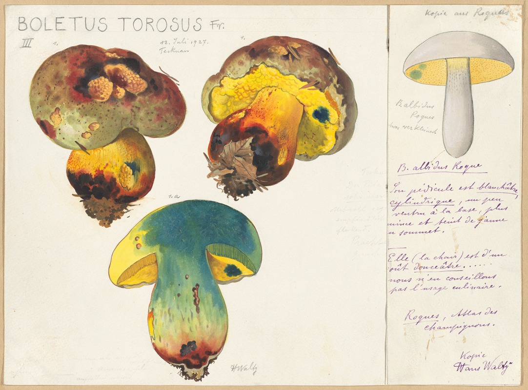 Hans Walty - Boletus torosus