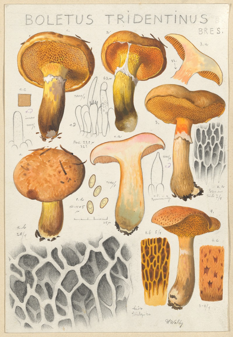 Hans Walty - Boletus tridentinus