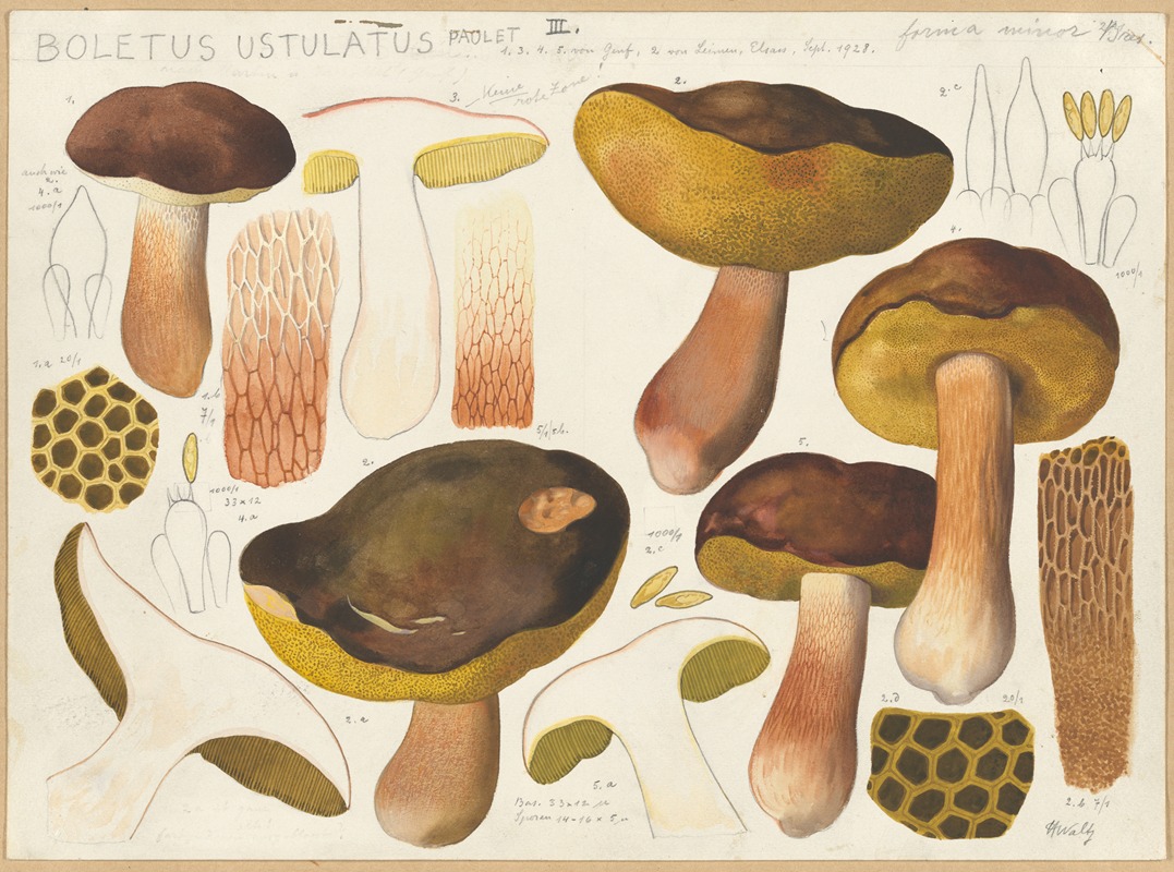 Hans Walty - Boletus ustulatus Paulet 2