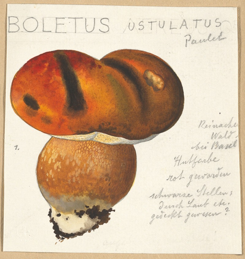 Hans Walty - Boletus ustulatus Paulet 3