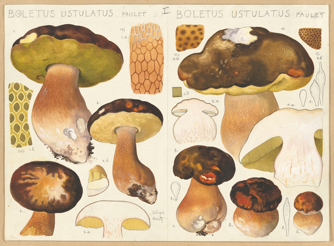 Hans Walty - Boletus ustulatus Paulet., Boletus ustulatus Paulet.