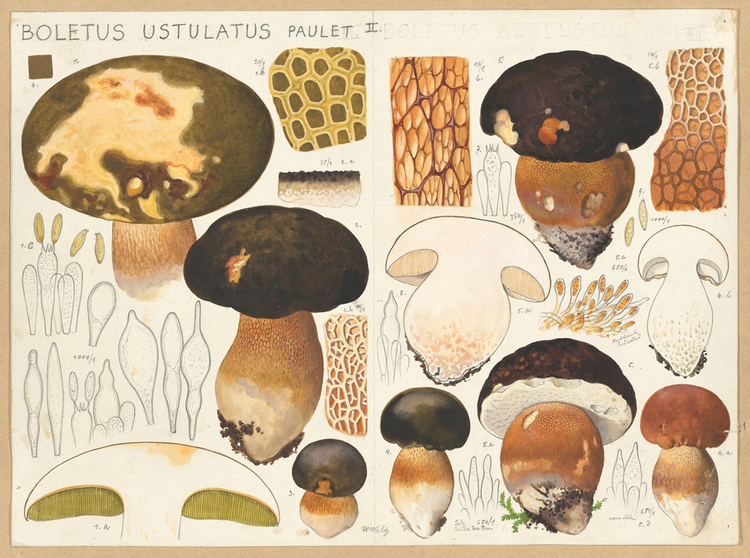 Hans Walty - Boletus ustulatus Paulet.