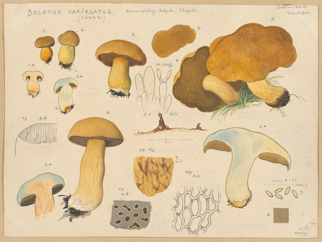 Hans Walty - Boletus variegatus (Swarz.)