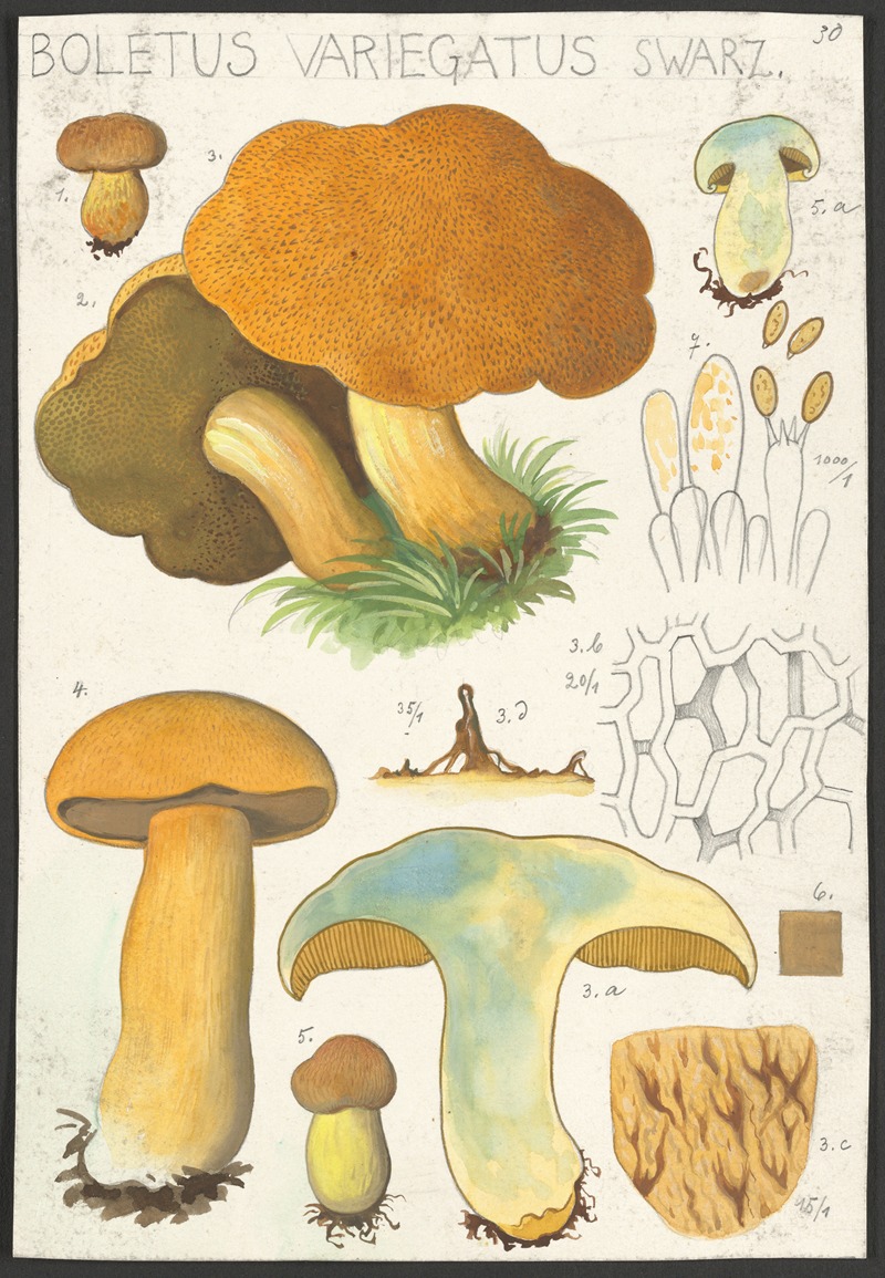 Hans Walty - Boletus variegatus Swarz.