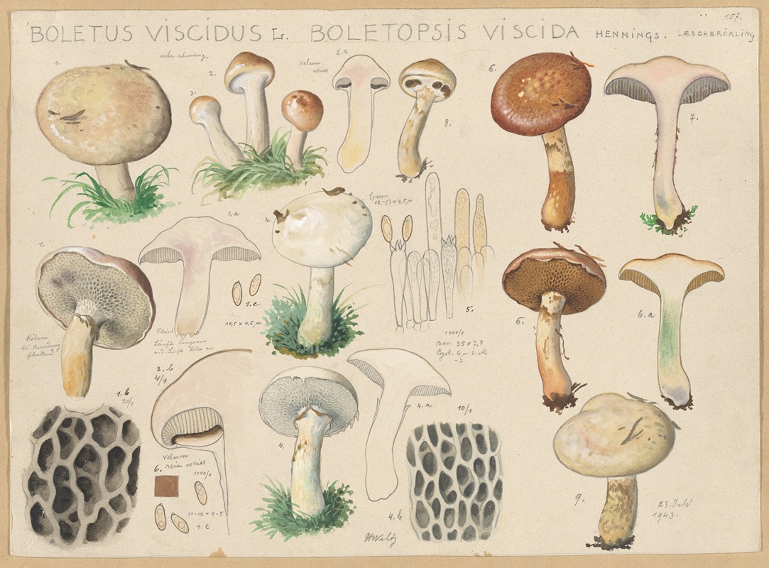 Hans Walty - Boletus viscidus L., Boletopsis viscida Hennings.