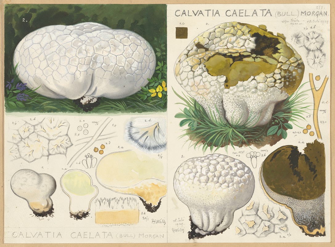 Hans Walty - Calvatia caelata (Bull.) Morgan