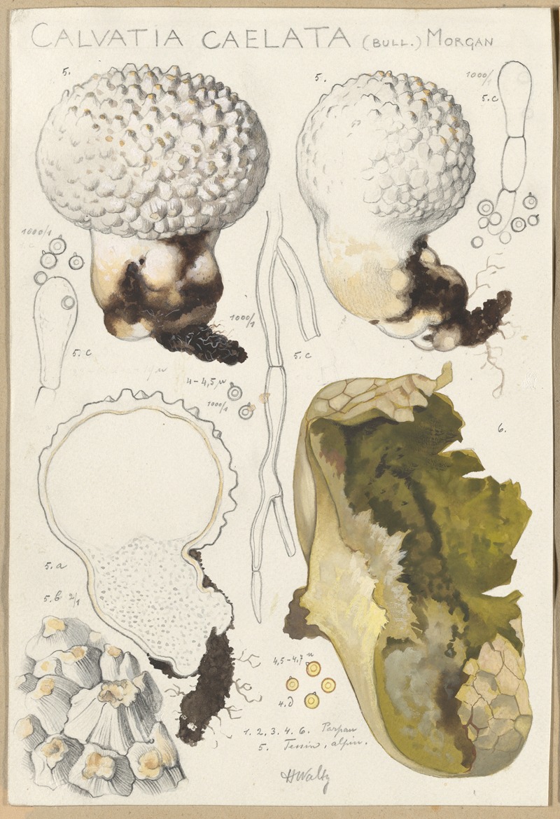 Hans Walty - Calvatia caelata