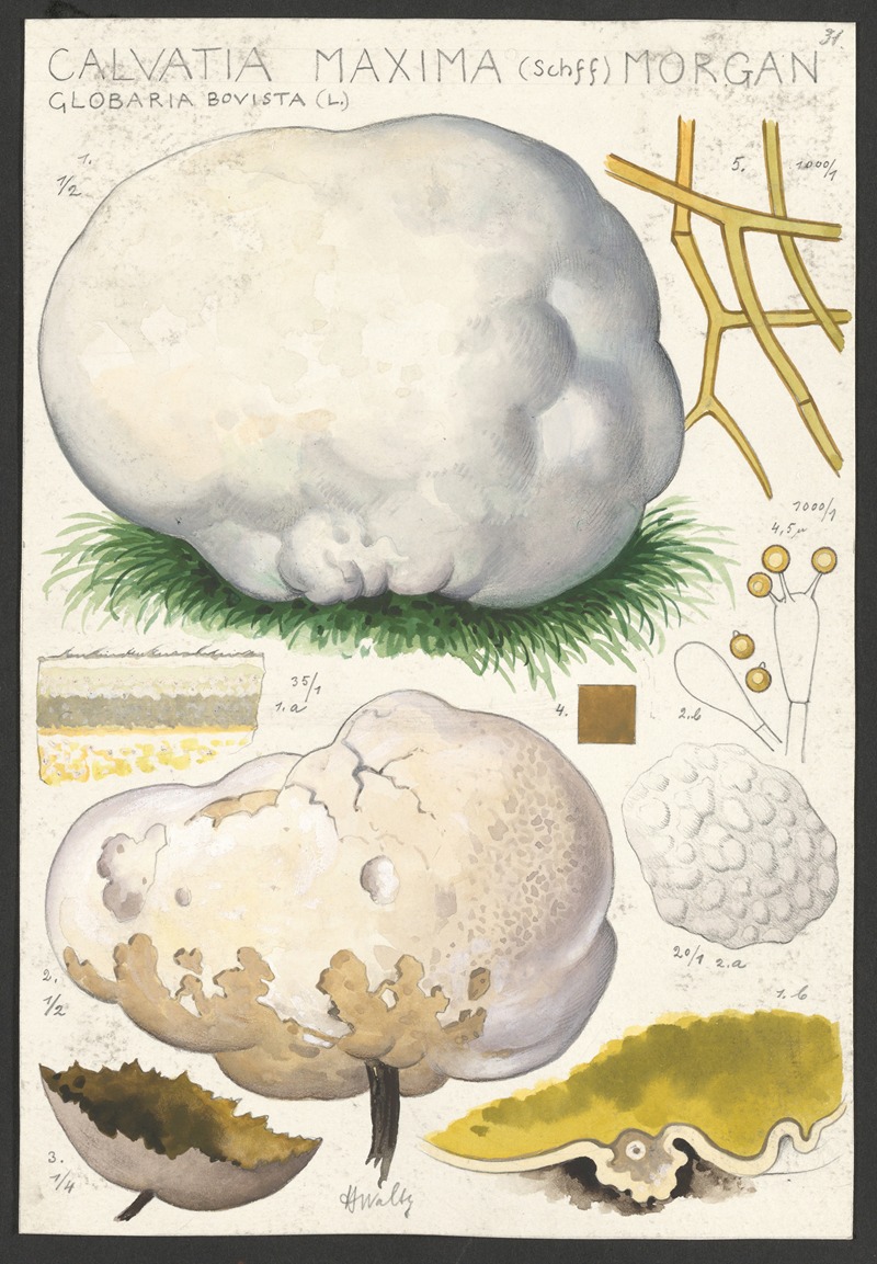 Hans Walty - Calvatia maxima (Schff) Morgan, Globaria bovista (L.)