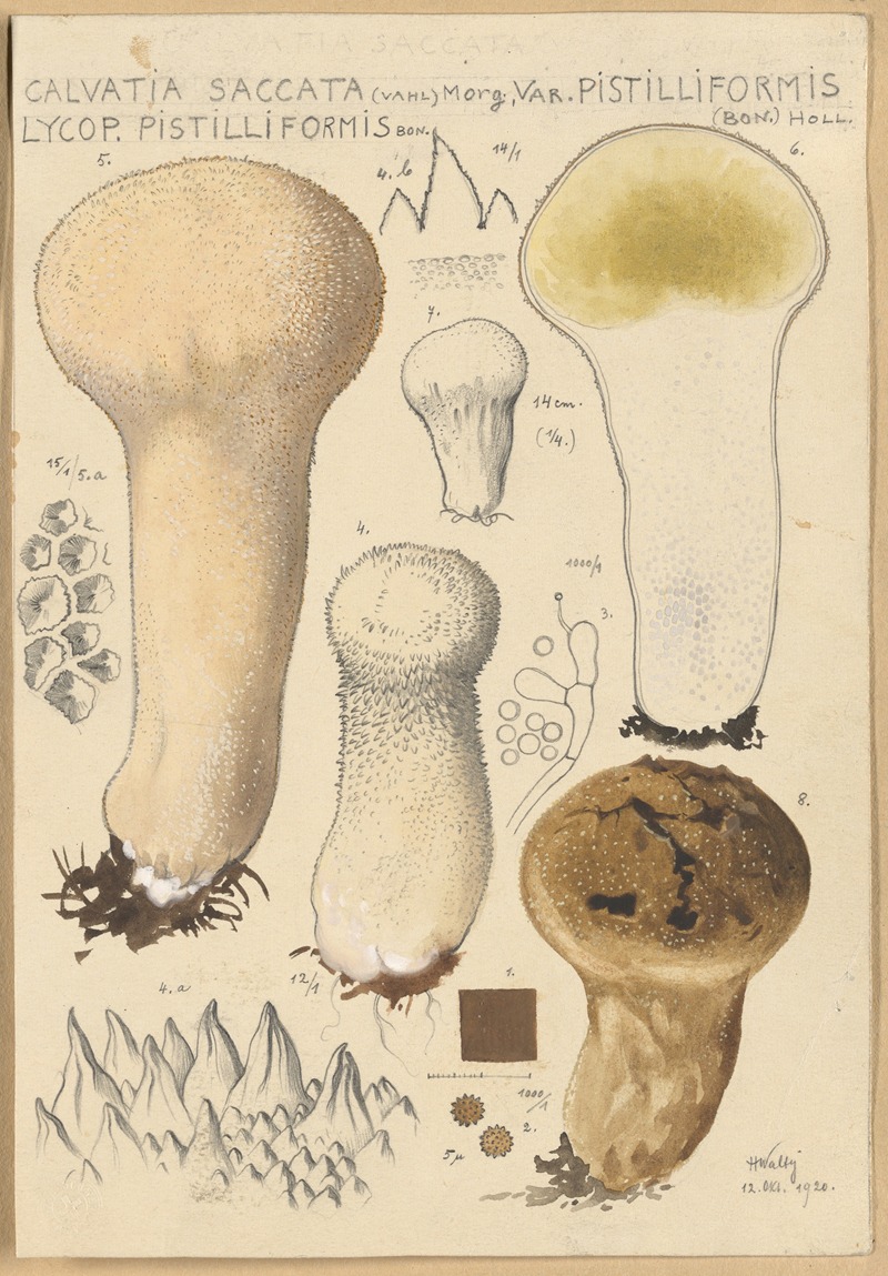 Hans Walty - Calvatia saccata var Pistilliformis