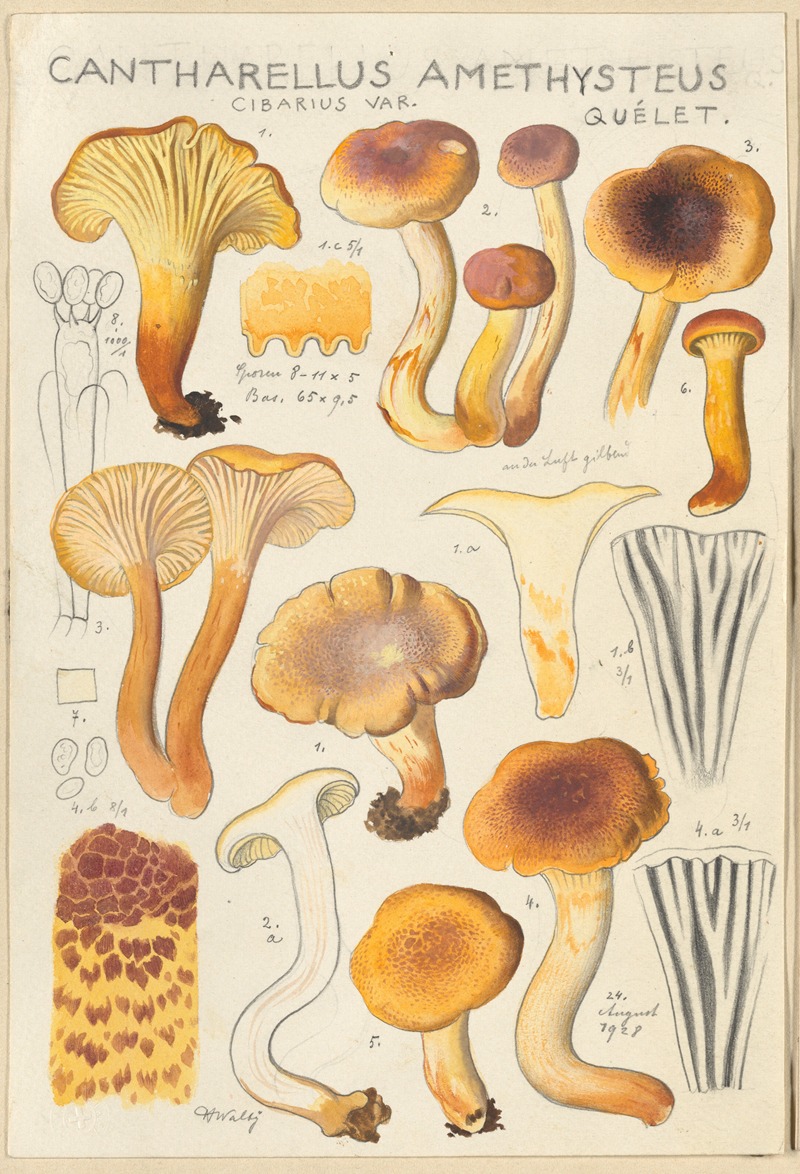 Hans Walty - Cantharellus amethysteus