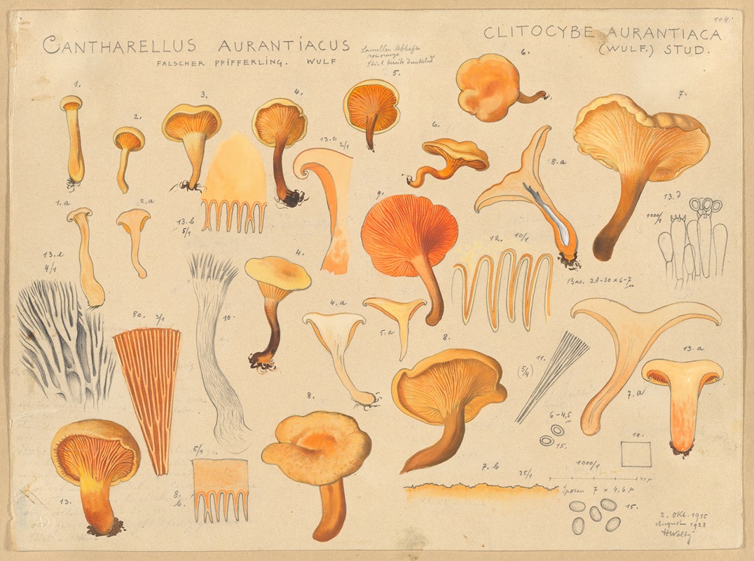 Hans Walty - Cantharellus aurantiacus Wulf