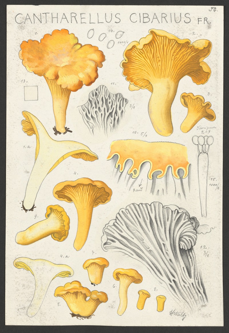 Hans Walty - Cantharellus cibarius Fr.