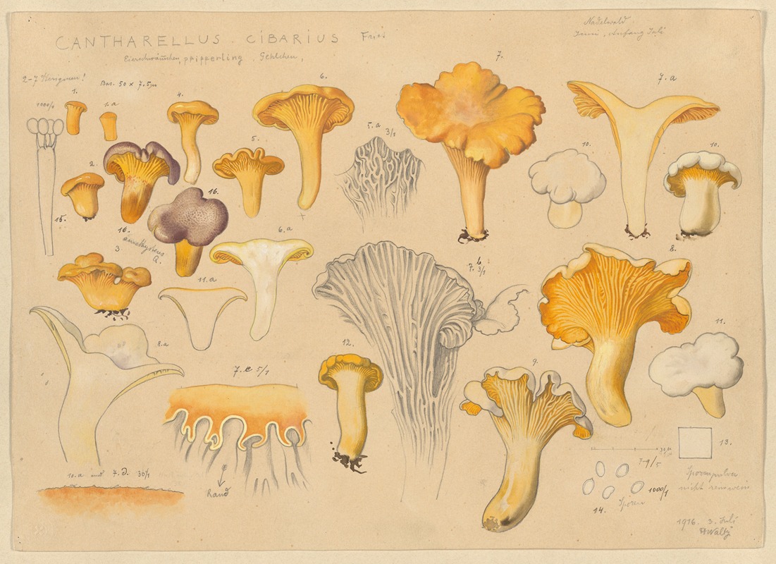 Hans Walty - Cantharellus cibarius Fries.