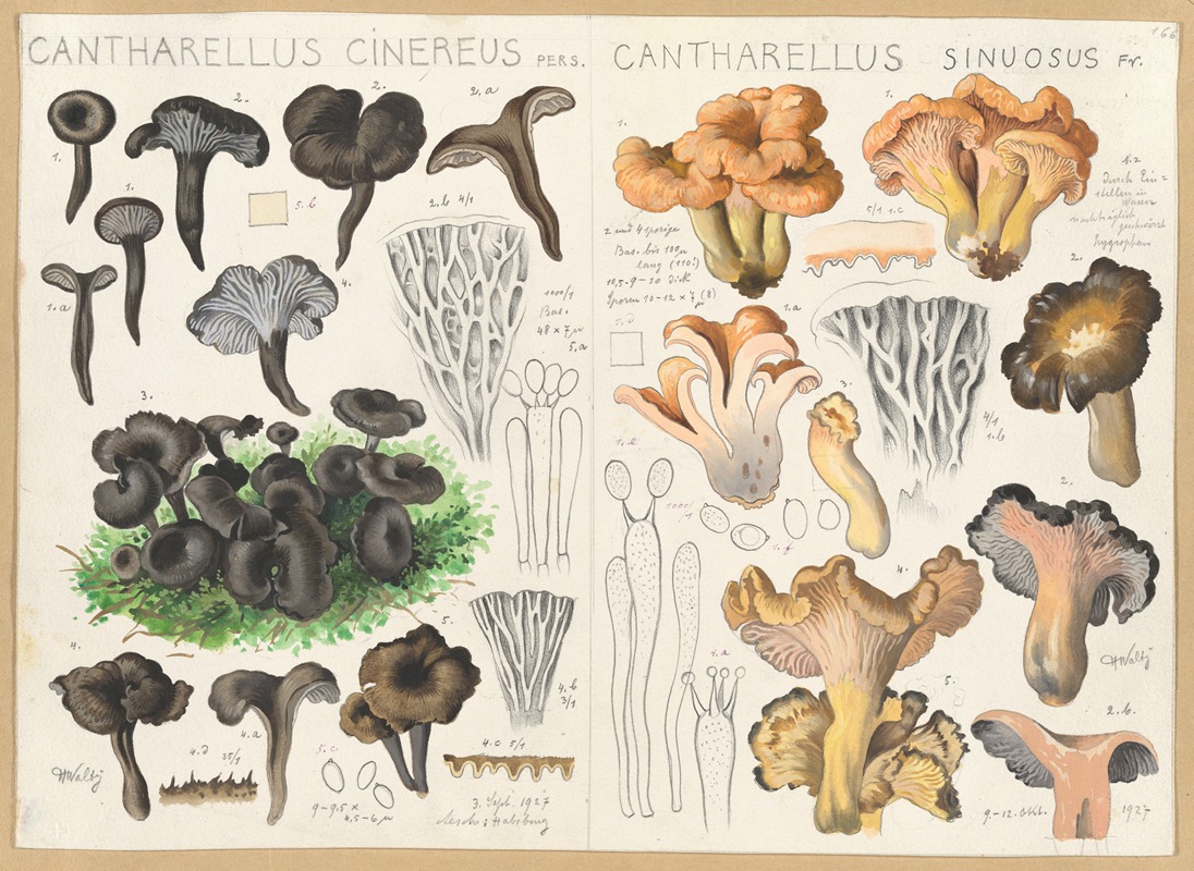 Hans Walty - Cantharellus cinereus, Cantharellus sinuosus