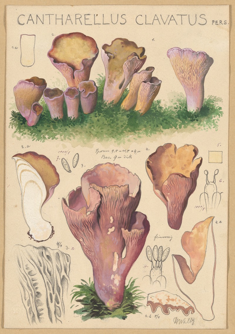 Hans Walty - Cantharellus clavatus Pers.