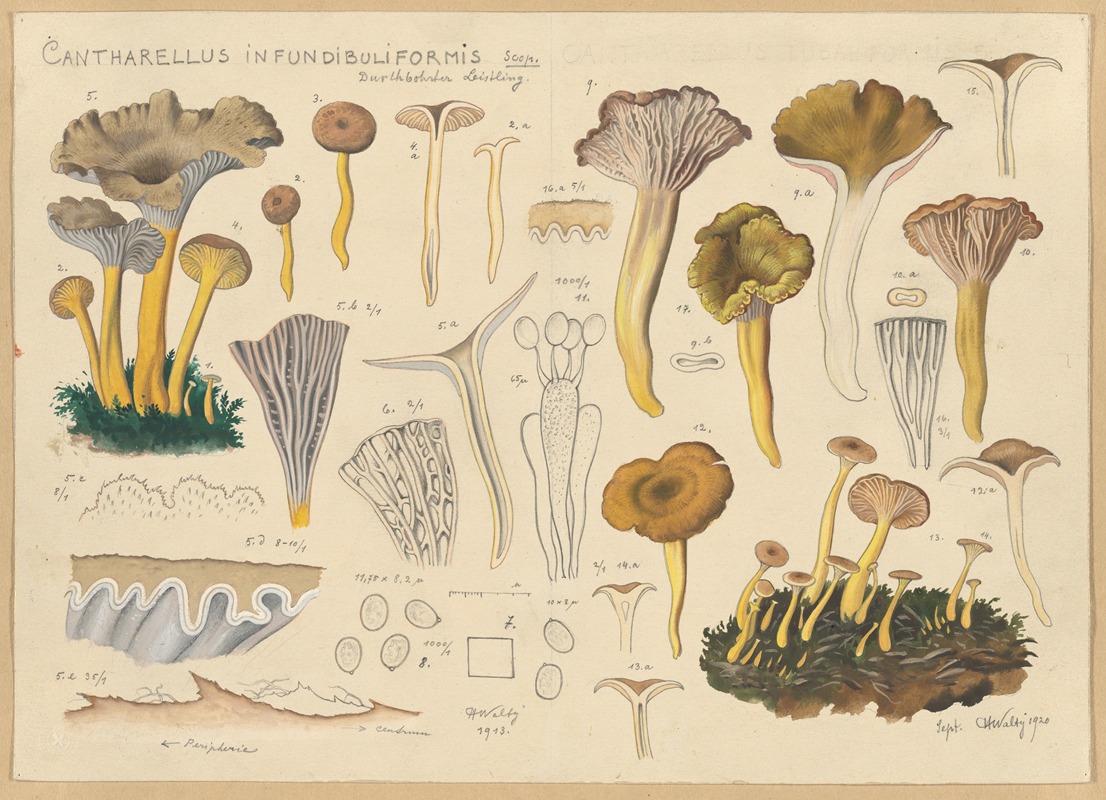 Hans Walty - Cantharellus infundibuliformis Scop.