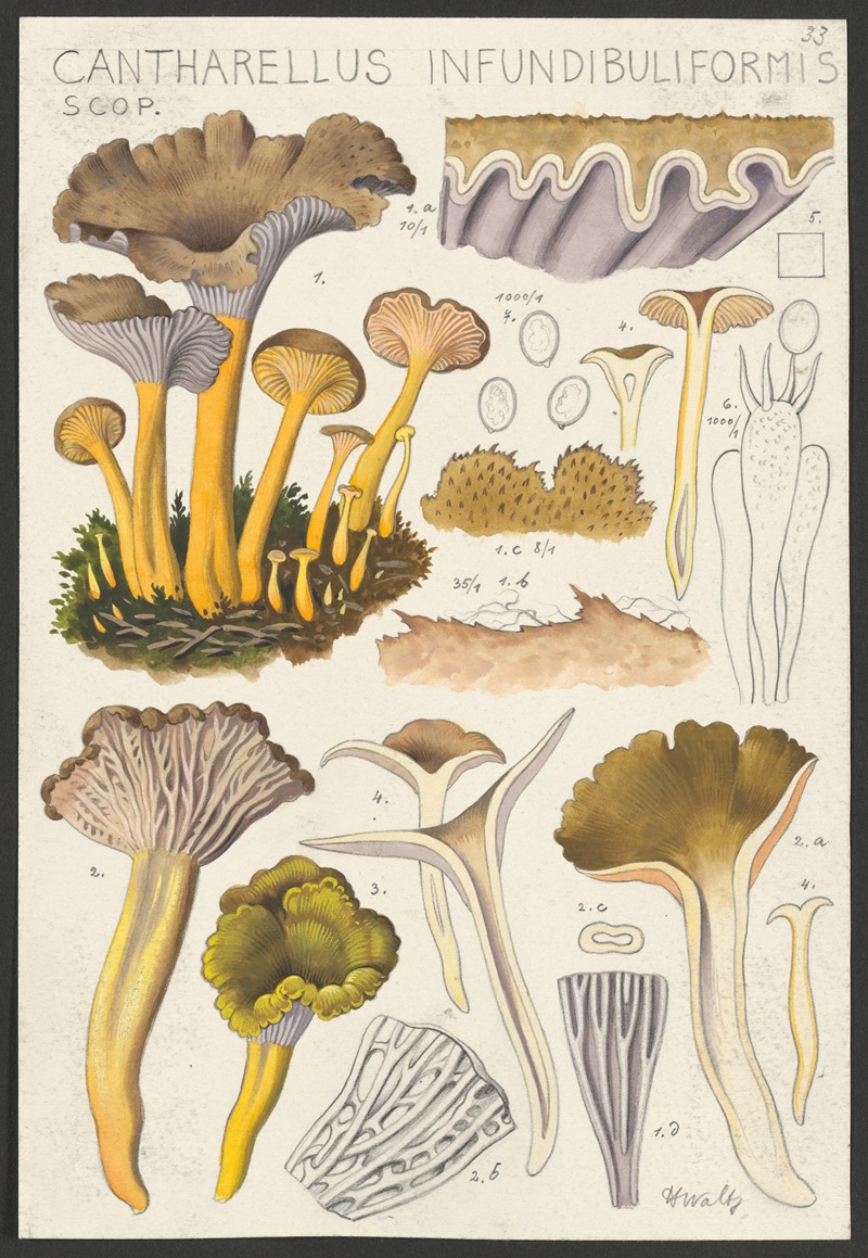 Hans Walty - Cantharellus infundibuliformis Scop