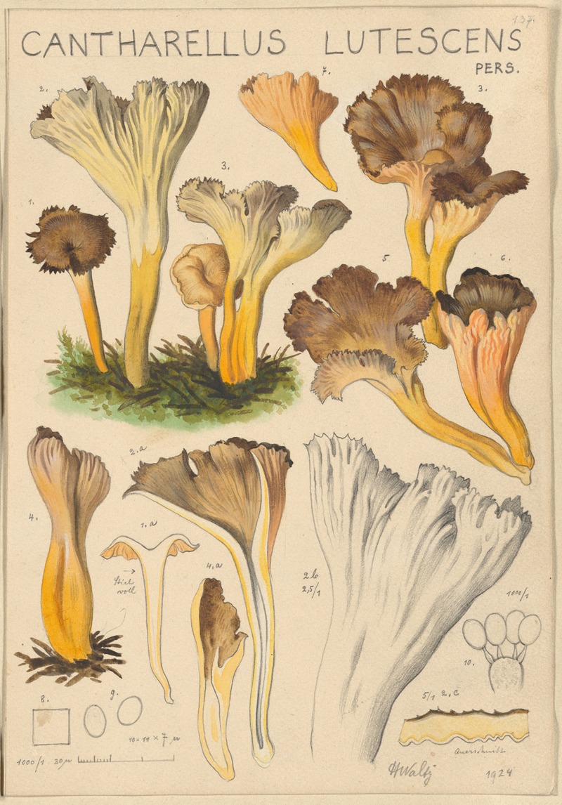 Hans Walty - Cantharellus lutescens