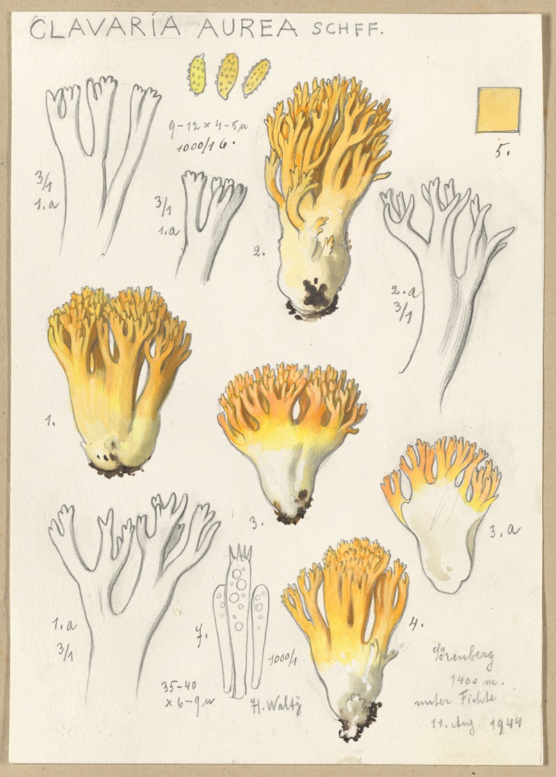 Hans Walty - Clavaria aurea Schff.